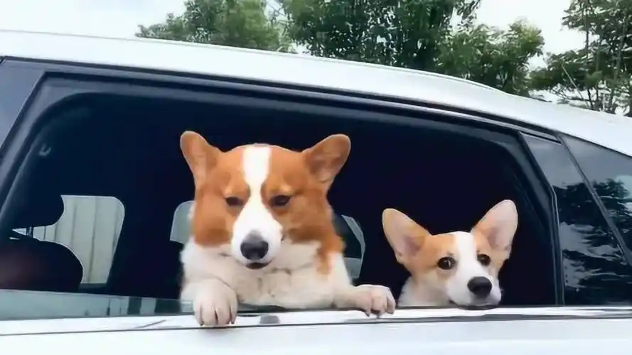 今天车里面是两个可爱的柯基,太幸福了!