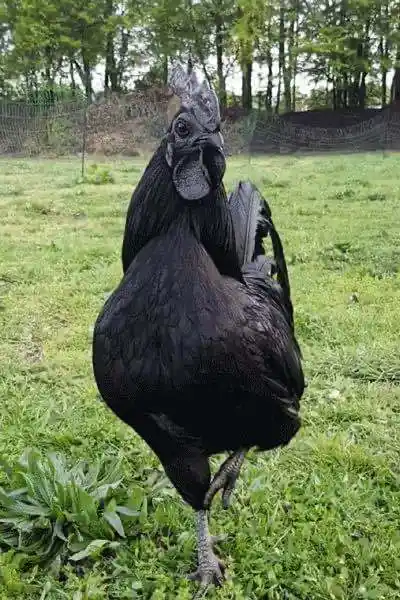 萌萌哒金属鸡种蛋印尼黑鸡受精卵兰博基尼宠物鸡进口西玛尼鸡1枚装