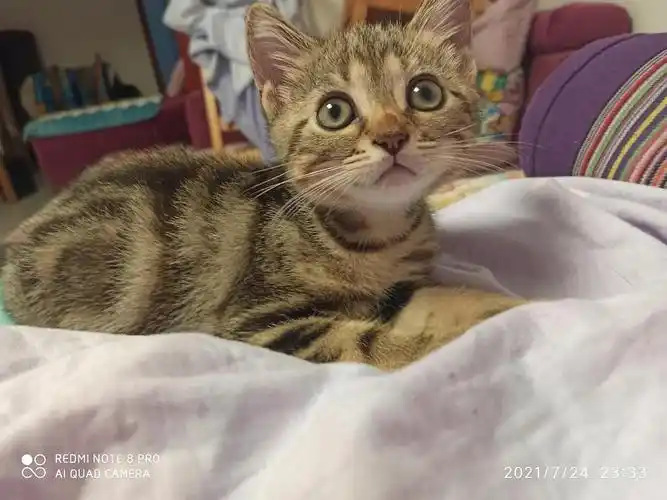 520出生美短金虎斑北京丰台