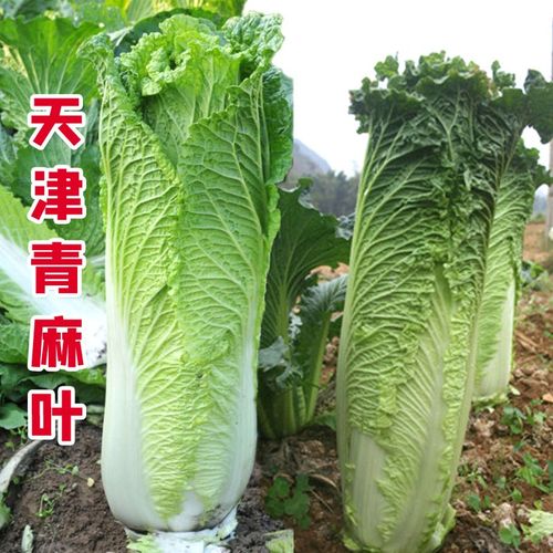 天津绿大青麻叶白菜种子 高桩高帮直筒包心高产抗病春秋蔬菜种籽