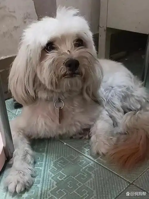 宠物品种 :串串