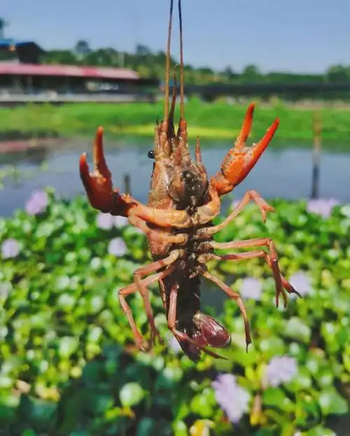 小龙虾|烧鹅|烧烤|鱼庄_网易订阅