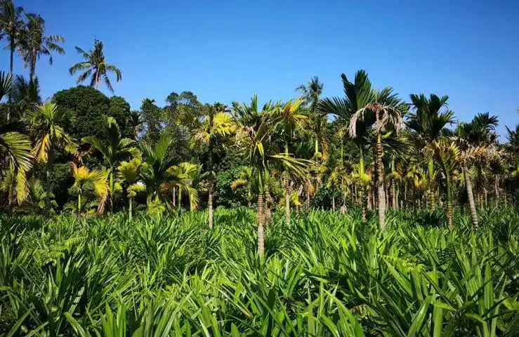 见包装产地-国内海南原料与配料斑斓叶粉是否进口否售卖方式包装生