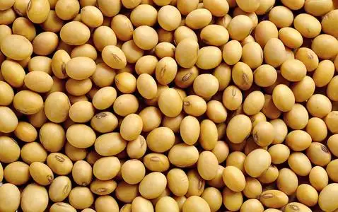 豆子背景图片