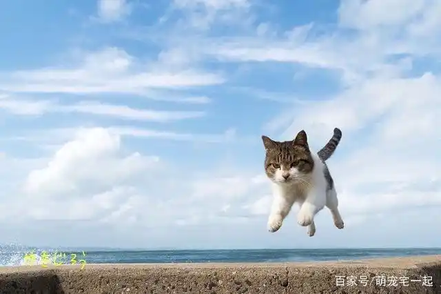 飞起来的小猫咪们!太可爱了!