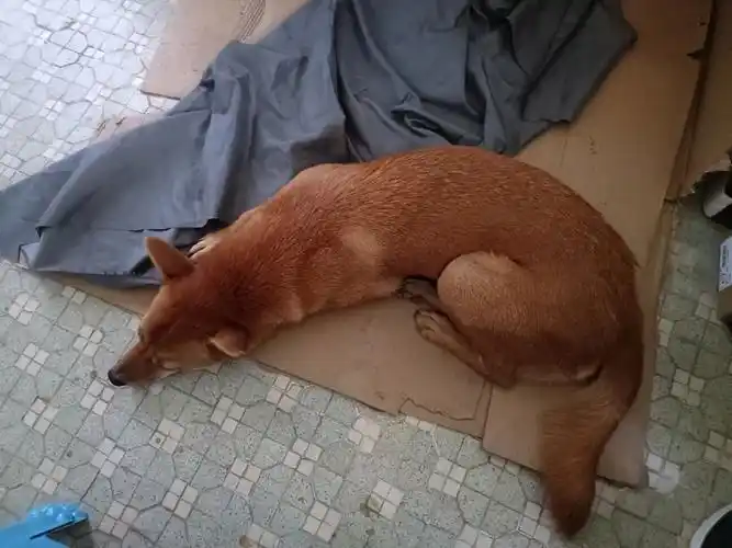 狐狸狗?正宗土狗96