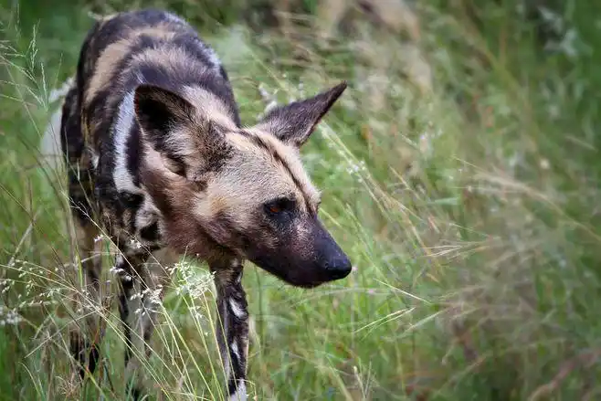 african wild dog by mariangutu