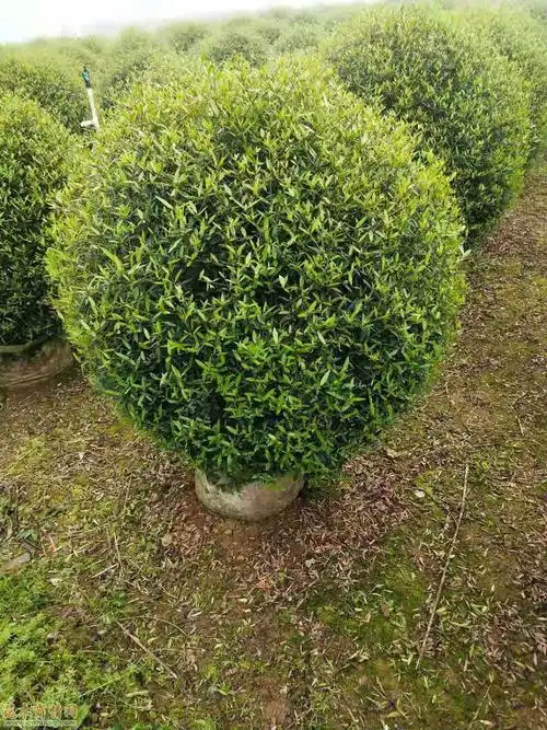 广西桂林尖叶木樨榄价格及采购供应价格_花木商情网