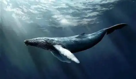 鲸鱼的生存阶段 一鲸落万物生什么意思图6