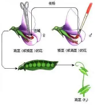 凤凰大道的樱花开了
