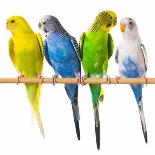 冰海精灵虎皮鹦鹉活鸟宠物牡丹玄风鹦鹉活体会说话笼养小鸟活体幼鸟