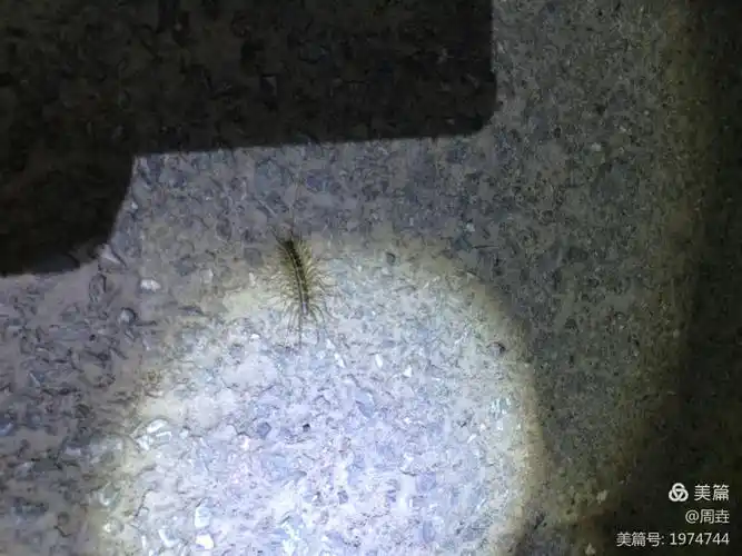 孵化时的幼虫蚰蜒