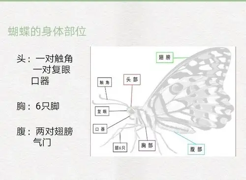 蝴蝶的身体构造图
