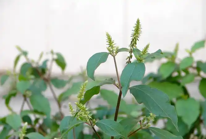 它是补肝补肾"特效药",学名牛膝,路边遍地是,遇到请重视!