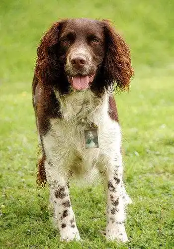 威尔士史宾格犬威尔士史宾格犬的英文名是welsh springer spaniel,是