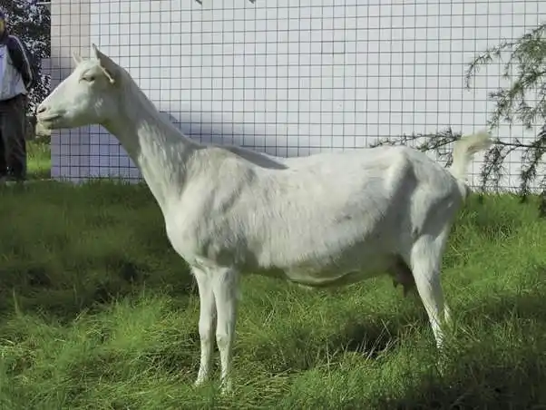 萨能山羊的缺点与优点介绍奶用山羊品种