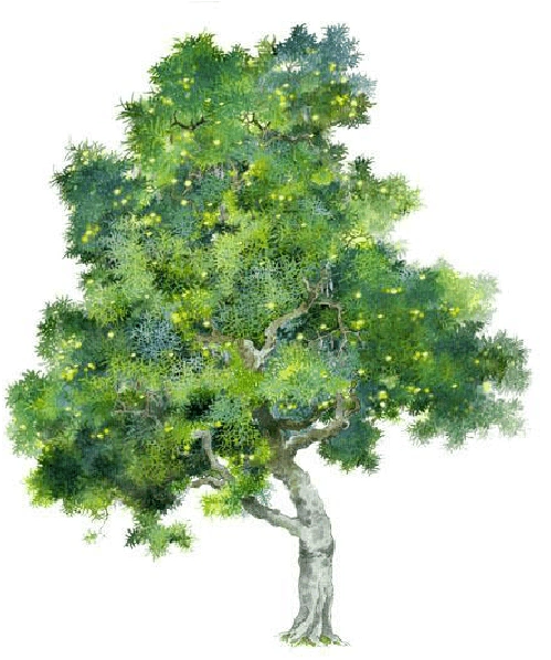 手绘植物立面图