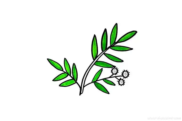 含羞草儿童简笔画的画法步骤图解这是一篇解决含羞草怎么画的文章,让