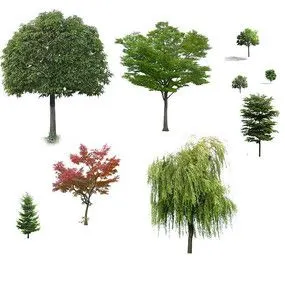 柳树ps立面素材