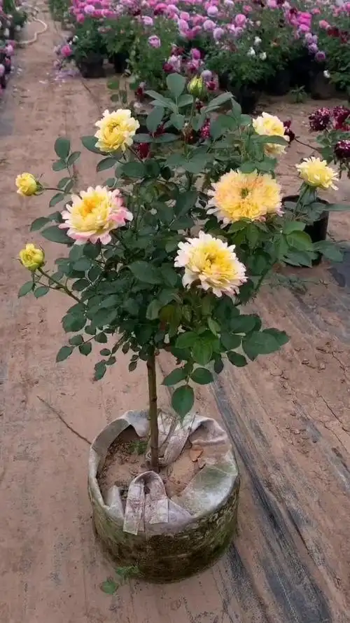 浓香型的烟花波浪树状月季