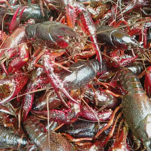 新鲜小龙虾上市,纯养殖户一手货源,价格合适,靓货,.