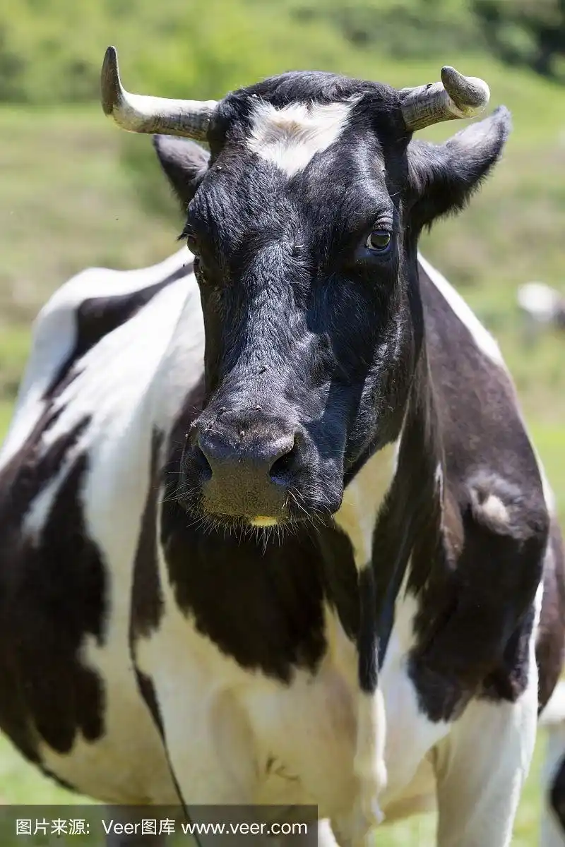 黑白花奶牛牛