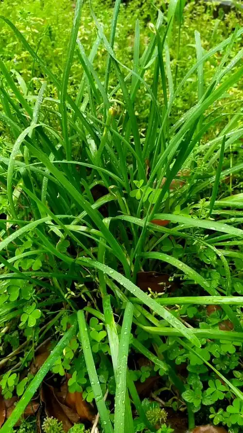 野韭菜,有宜肾,去烦热的功效