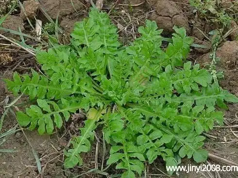 水芥菜的功效与作用