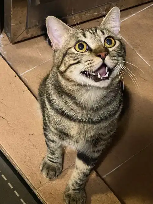 最近看了很多帖子越看我家贝贝越像狸花猫大家快帮我看看,我属实懵了