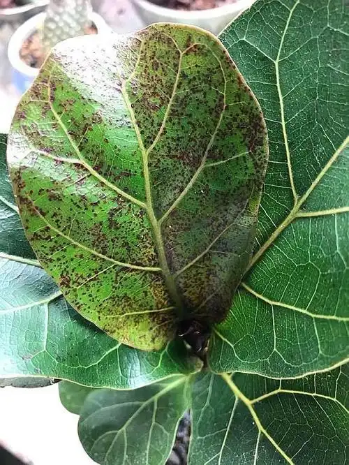 冬天琴叶榕长"黑斑",叶子一碰就掉,教你几个治疗方法