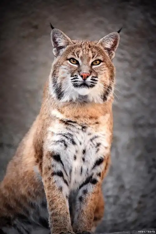 豹是猫科动物吗?