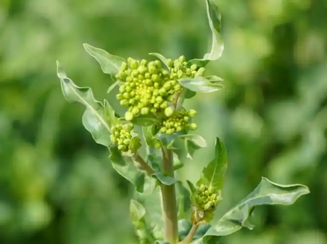 绿化带里种芥菜