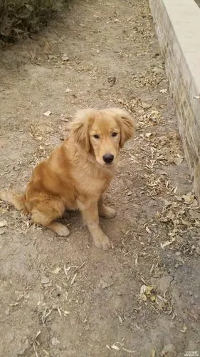 我家金毛gg六个月大了 但我总感觉小小的 这是照片 麻烦大家帮我看下