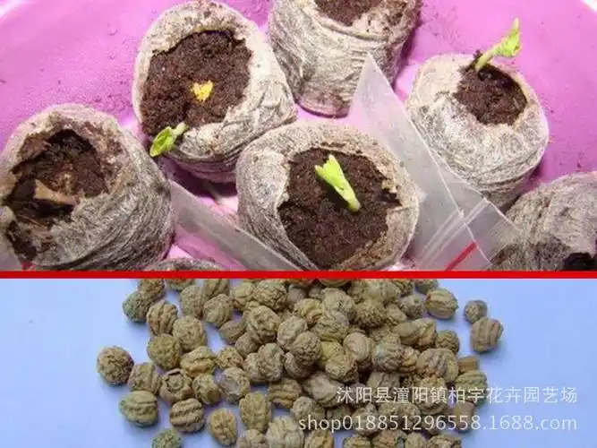 牵牛花种籽旱金莲种子金莲花籽春播花种四季易种室内阳台盆栽花籽