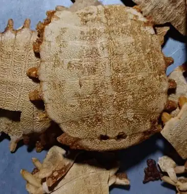 鳖甲中药材鳖甲炙鳖甲无硫无杂质