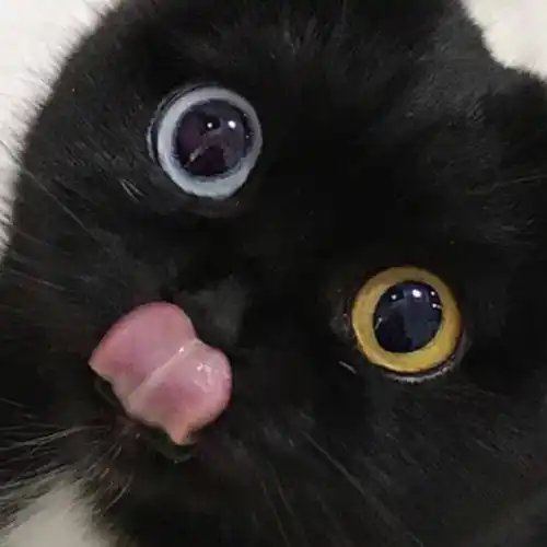 黑猫性格沉稳,对主人忠诚别看黑猫长得凶巴巴的,其实它是对陌生人高冷