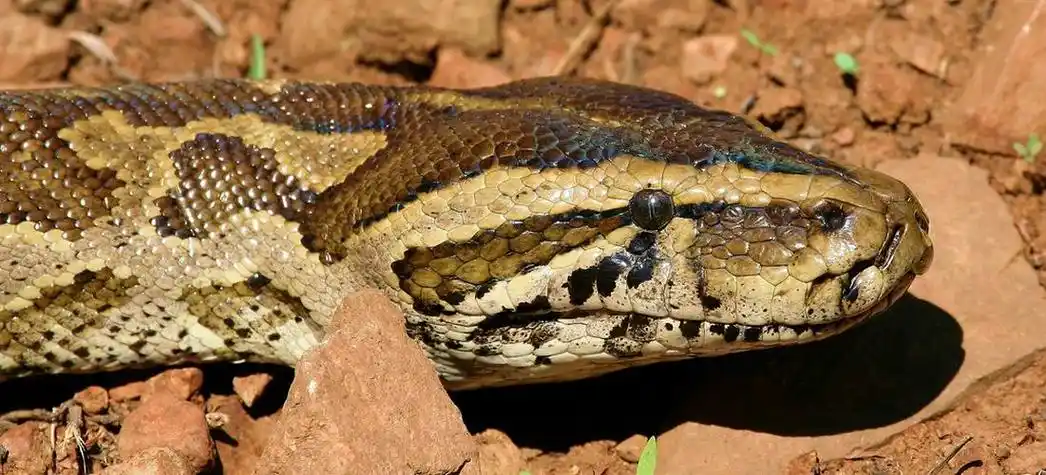 p>非洲岩蟒(学名: i>python sebae /i>)是蛇亚目蟒科蟒属下的一种