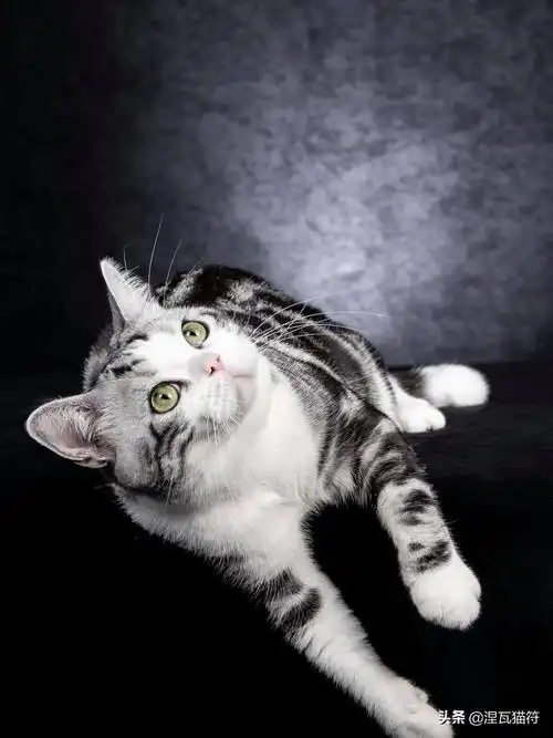 美国短毛猫丨银虎斑加白