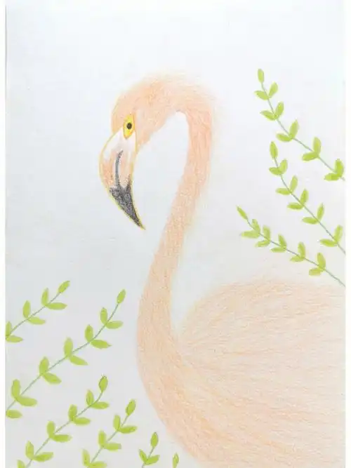 火烈鸟  #彩铅  #彩铅临摹  #画画的桥