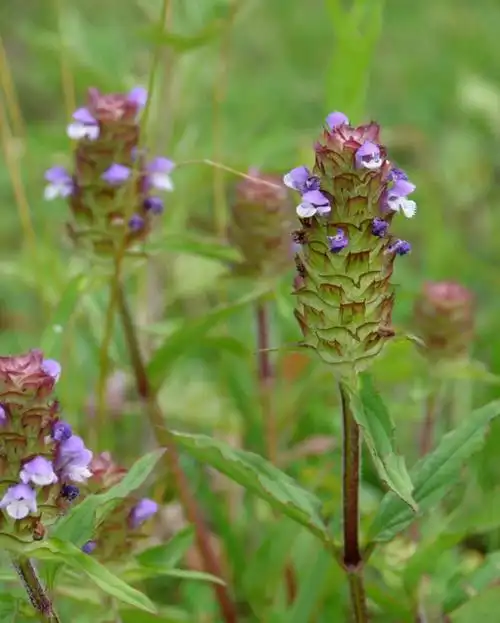 农村常见100种野菜图片及名称(农村常见的300种野草) - 扬帆号