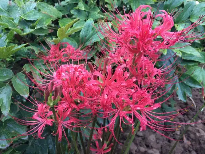 雨中彼岸花,情人的眼泪,血色的凄美