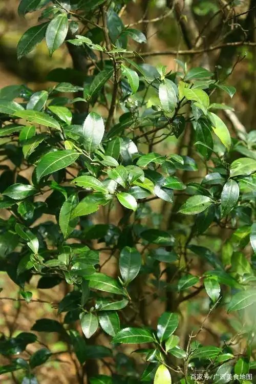 去广西融水的元宝山,一路的美食