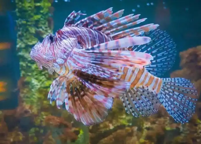 我的烤鱼片是狮子鱼做的