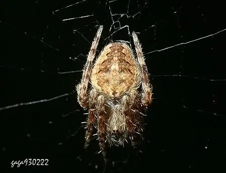 2012-10-09 这是啥蜘蛛? 6 ↑黄姬鬼蛛(雌)