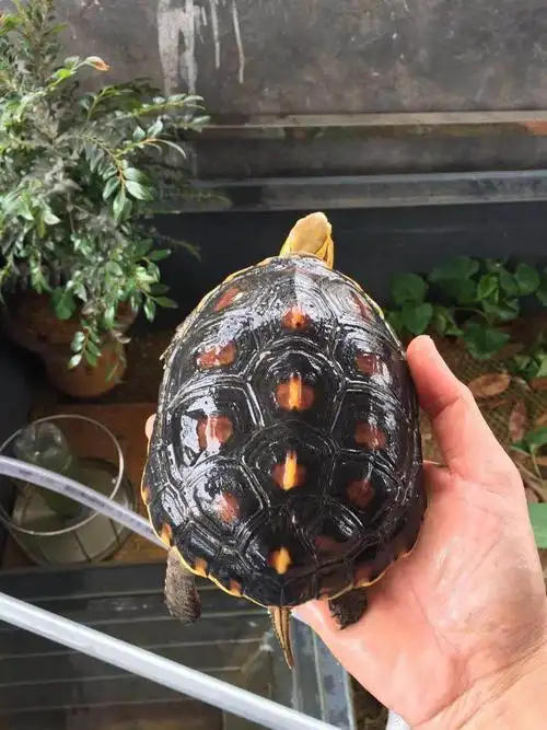 出一个养定多年的精品黄缘大母龟