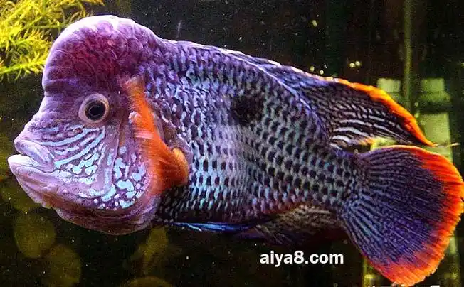 红尾皇冠鱼怎么养