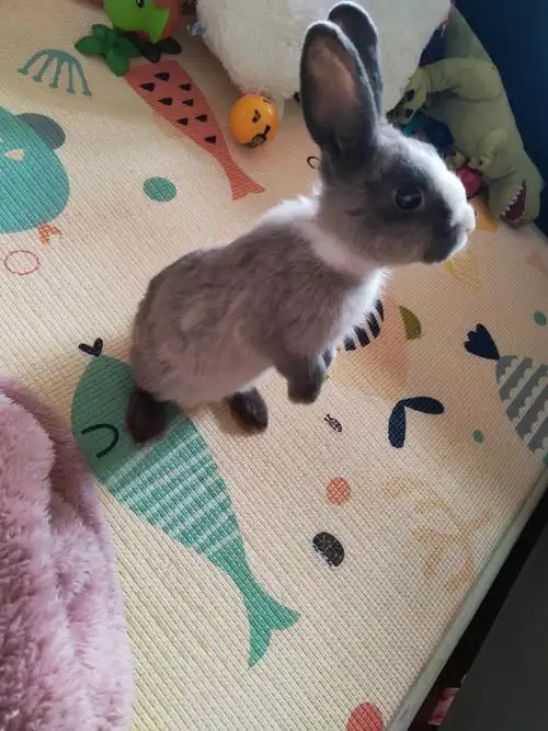 灰白单血统道奇侏儒兔免费求好心领养