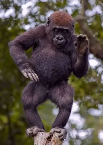 精彩的动物世界 2岁大猩猩模仿杰克逊(图)