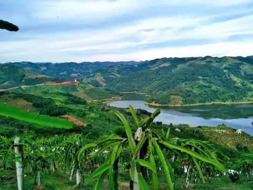 花江镇白泥村村社合一催生业兴民富