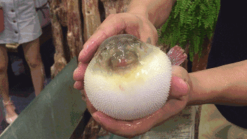 萌萌的河豚 身体能瞬间膨胀